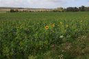 Champ de tournesols